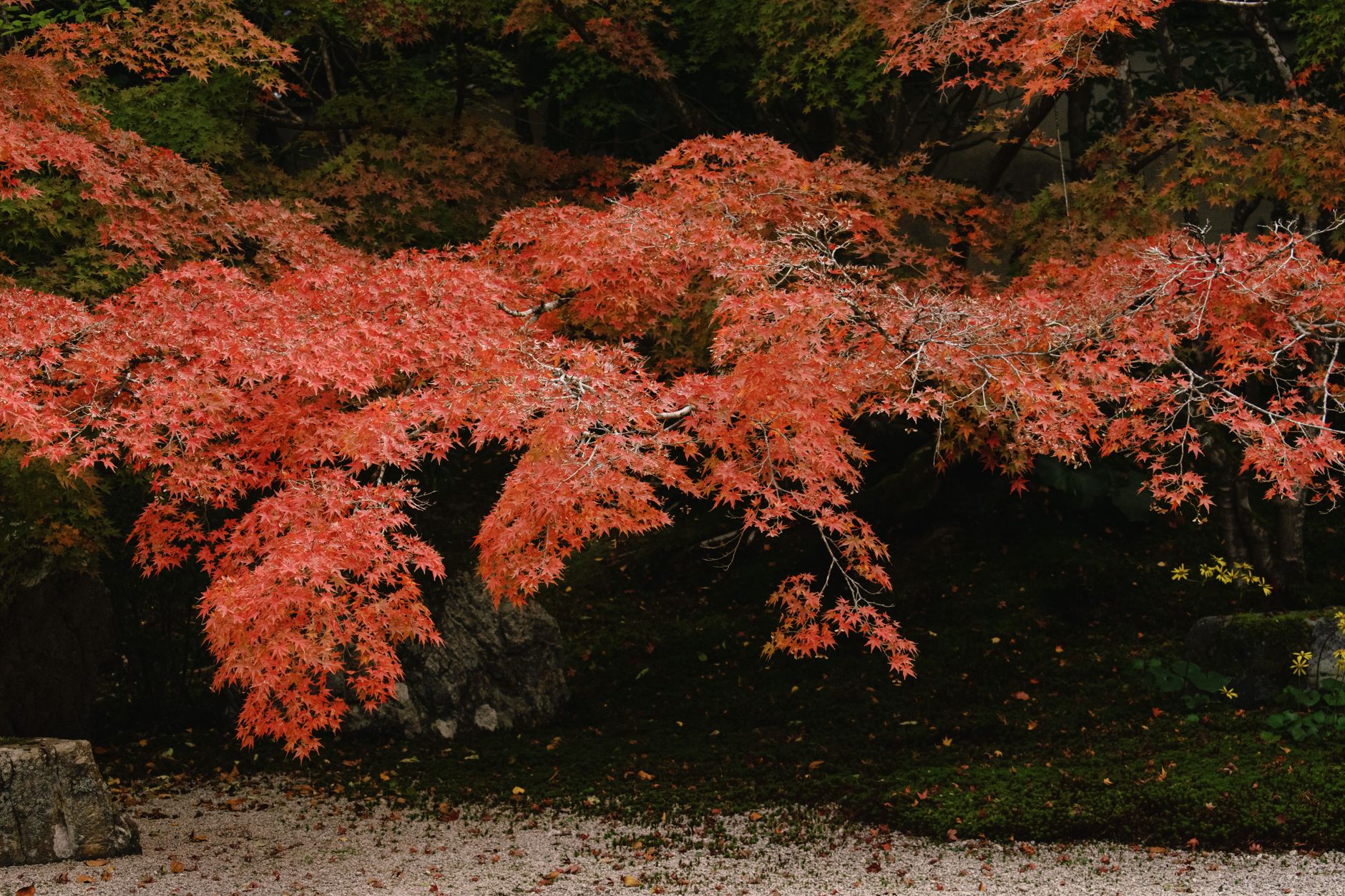 Zen rock garden in Kyoto with autumn maples